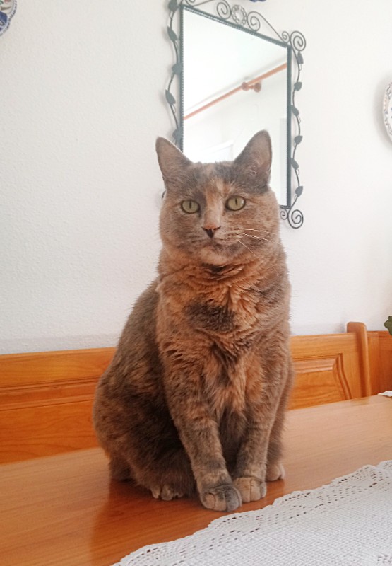 Tata of the gatosnarrenses family