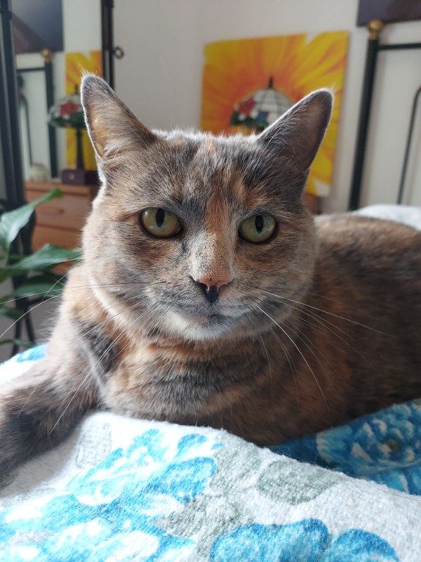 Tata of the gatosnarrenses family