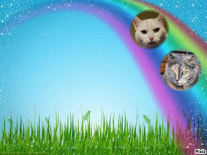 Neska of the gatosnarrenses family