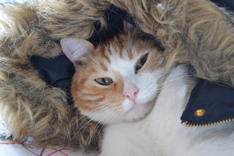 gatosnarrenses uploaded   7 year/s ago