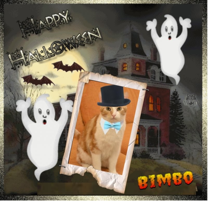 Bimbo of the gatosnarrenses family