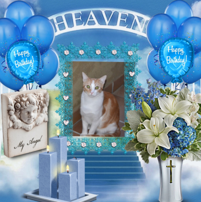 Bimbo of the gatosnarrenses family