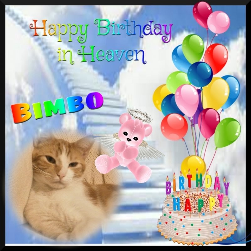 Bimbo of the gatosnarrenses family