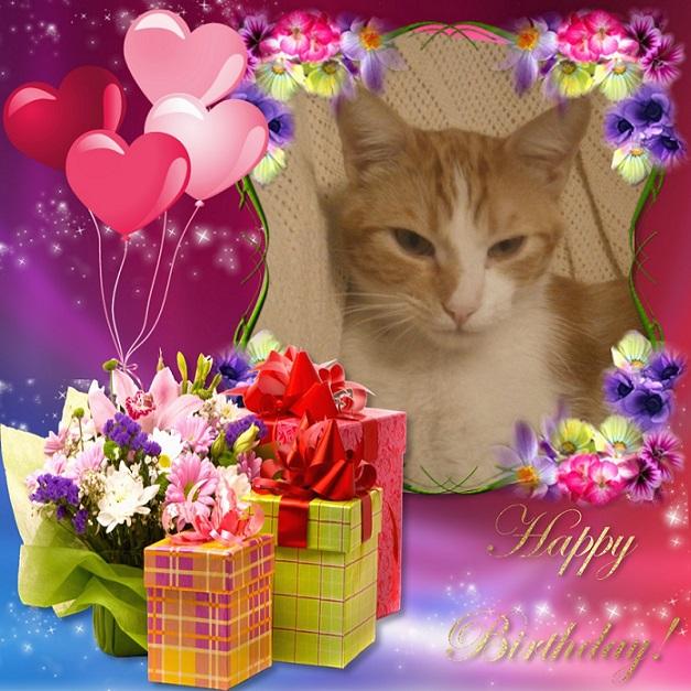 Bimbo of the gatosnarrenses family