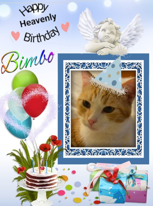 Bimbo of the gatosnarrenses family