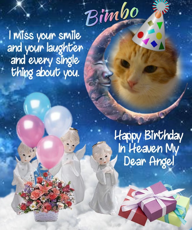 Bimbo of the gatosnarrenses family