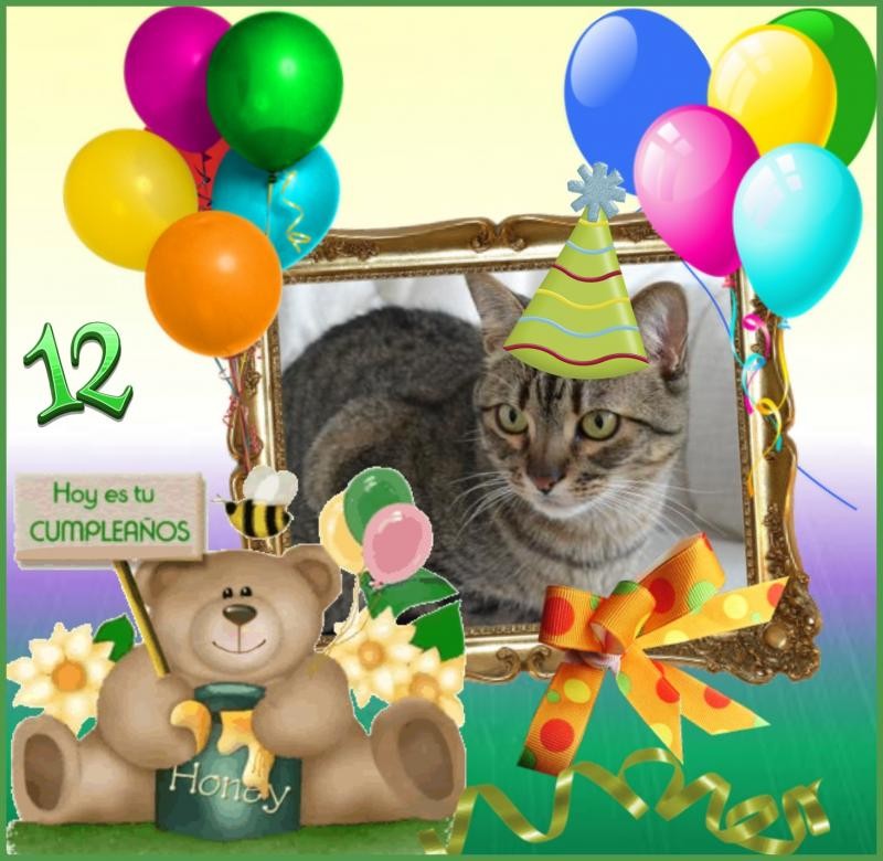 Rayitas of the gatosnarrenses family