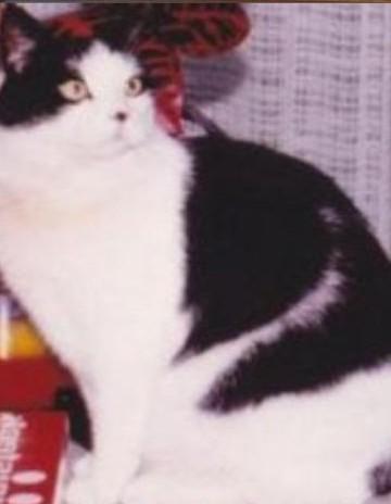 Miesje of the ladybelle family