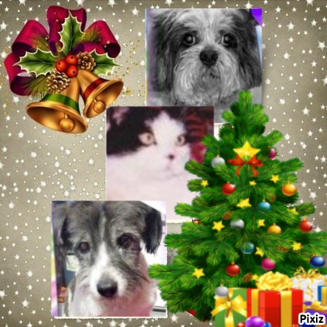 Miesje of the ladybelle family