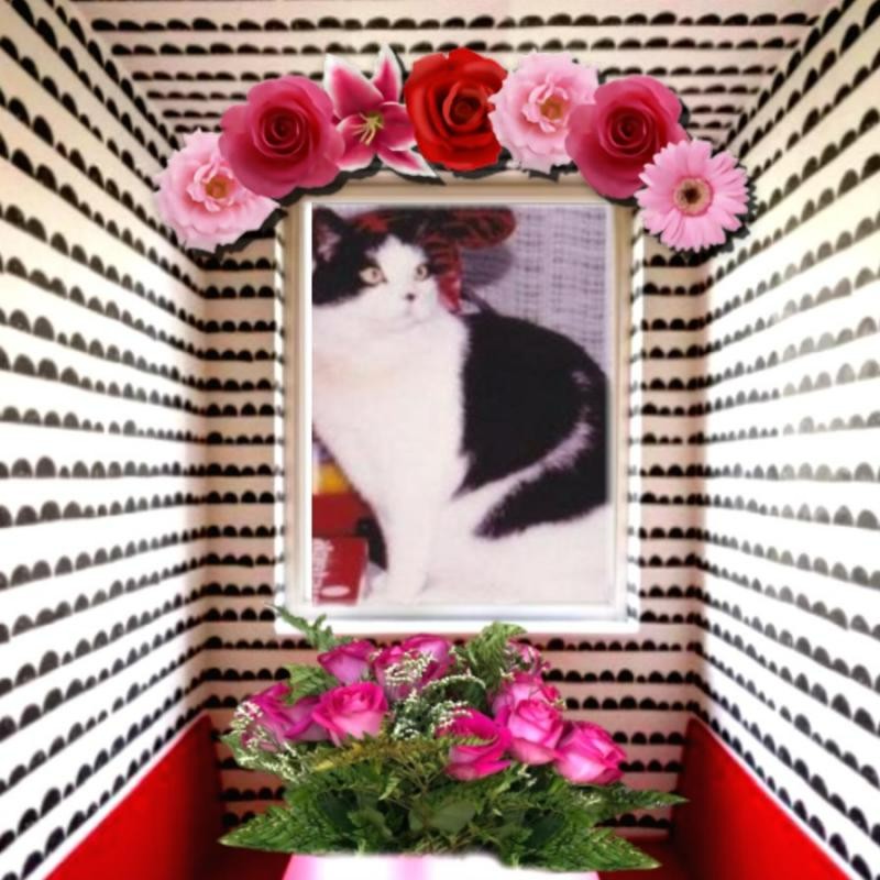 Miesje of the ladybelle family