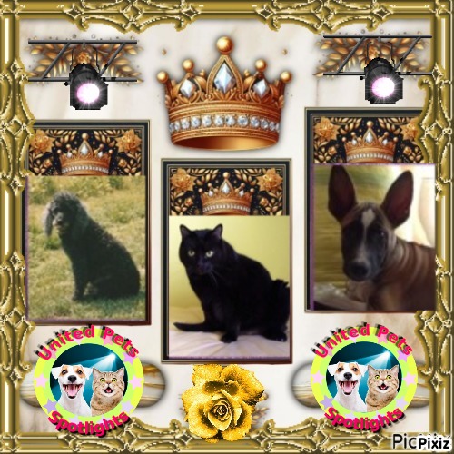 Blackie of the ladybelle family