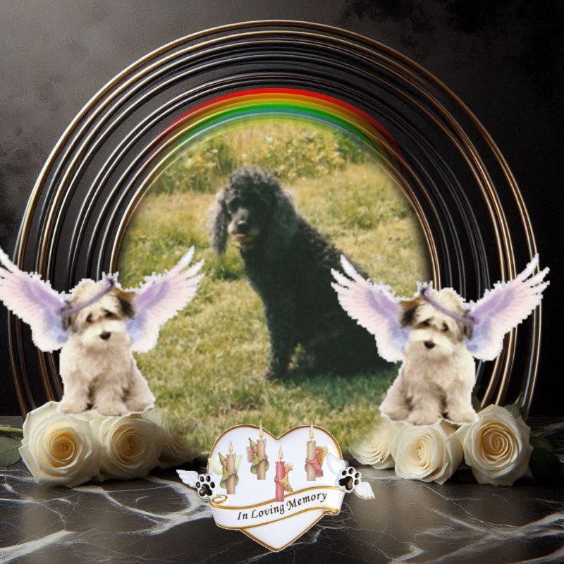 Blackie of the ladybelle family