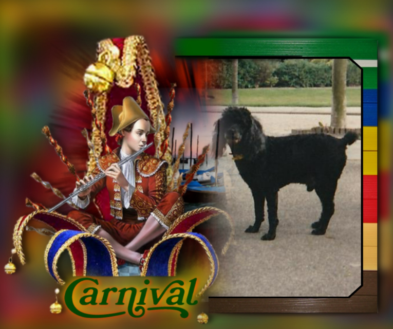 Blackie of the ladybelle family