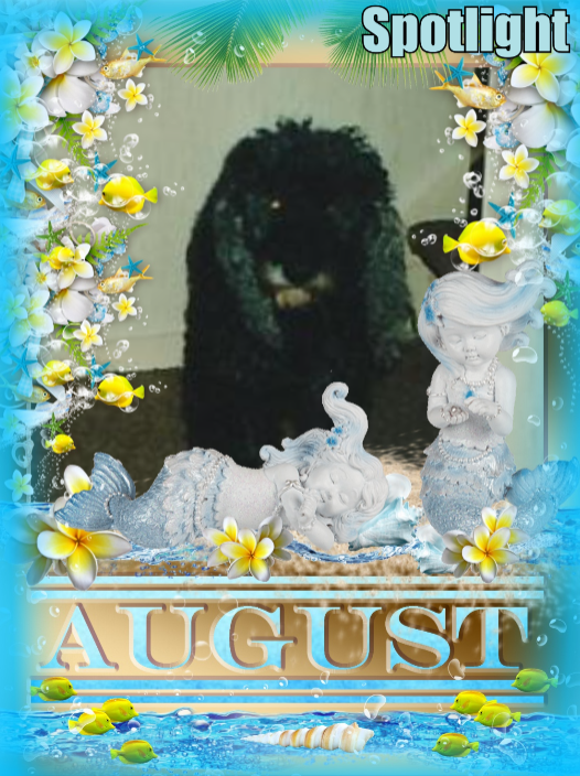 Blackie of the ladybelle family