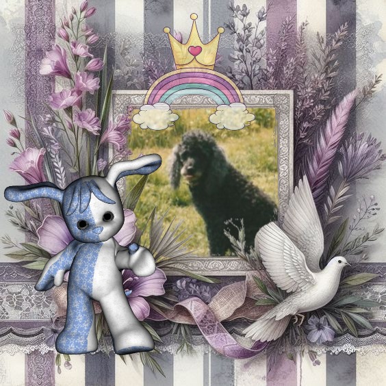 Blackie of the ladybelle family