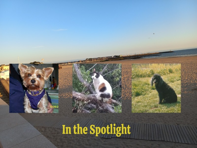 Blackie of the ladybelle family