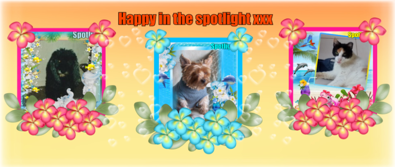 Blackie of the ladybelle family