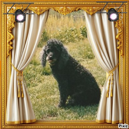 Blackie of the ladybelle family