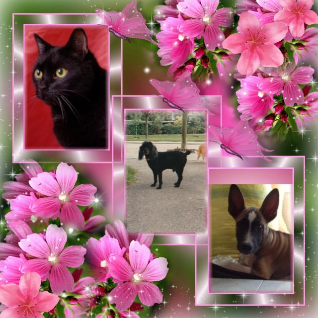 Blackie of the ladybelle family