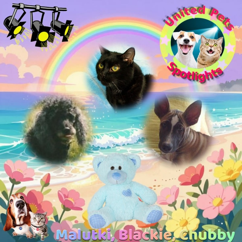 Blackie of the ladybelle family