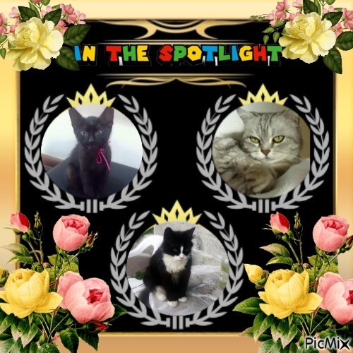 Belle of the ladybelle family