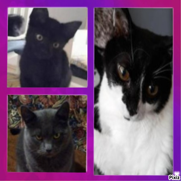 Zorra of the ladybelle family