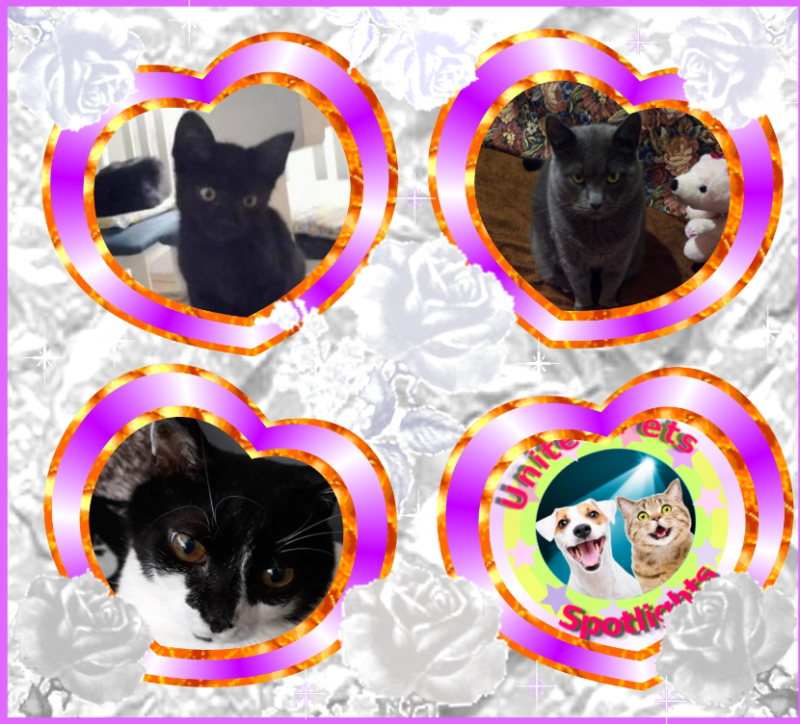 Zorra of the ladybelle family