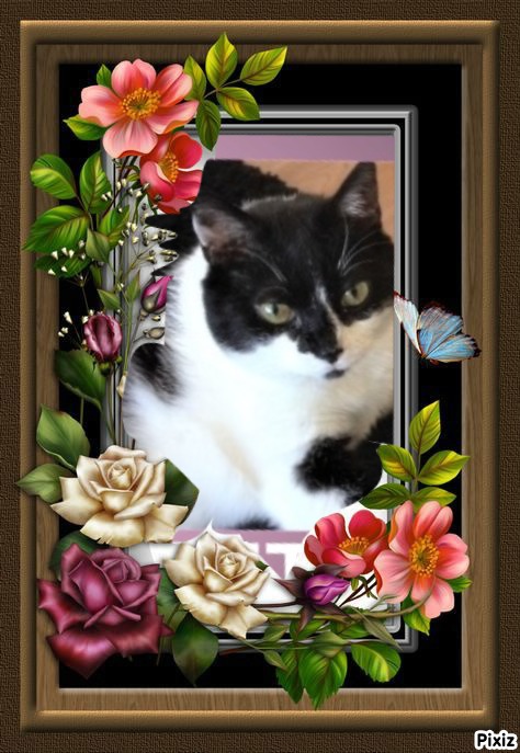 Zorra of the ladybelle family