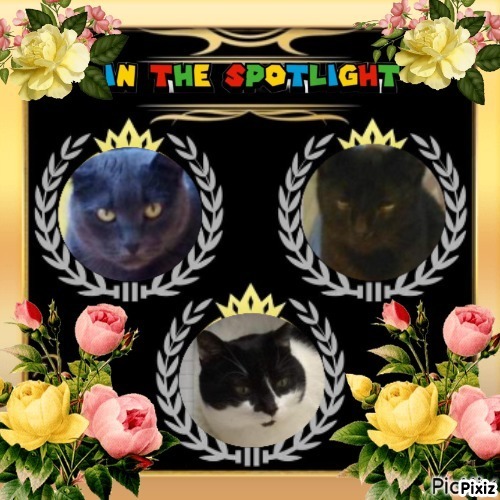 Zorra of the ladybelle family