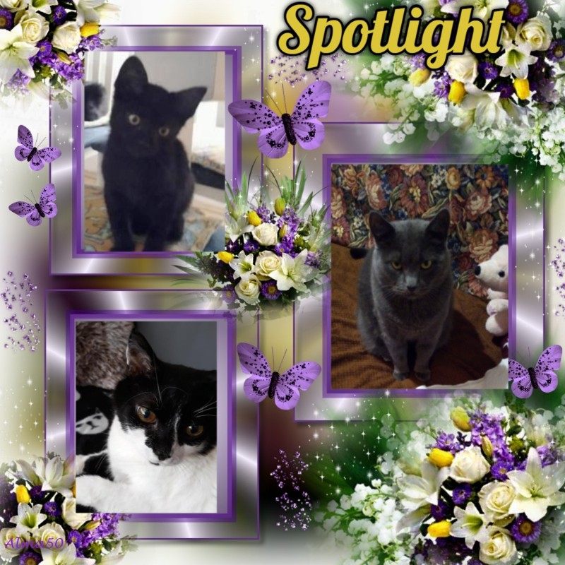 Zorra of the ladybelle family