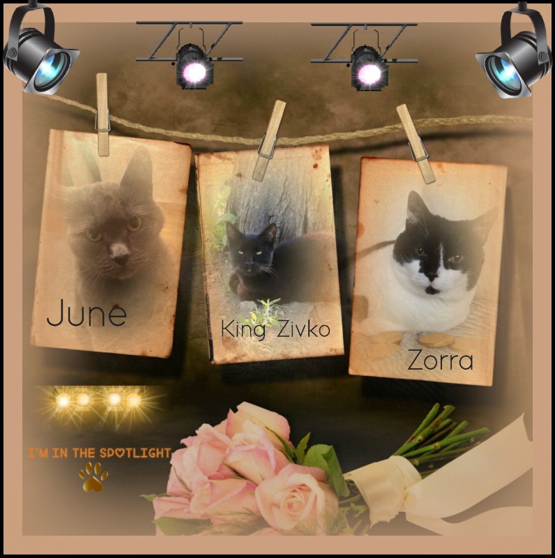 Zorra of the ladybelle family