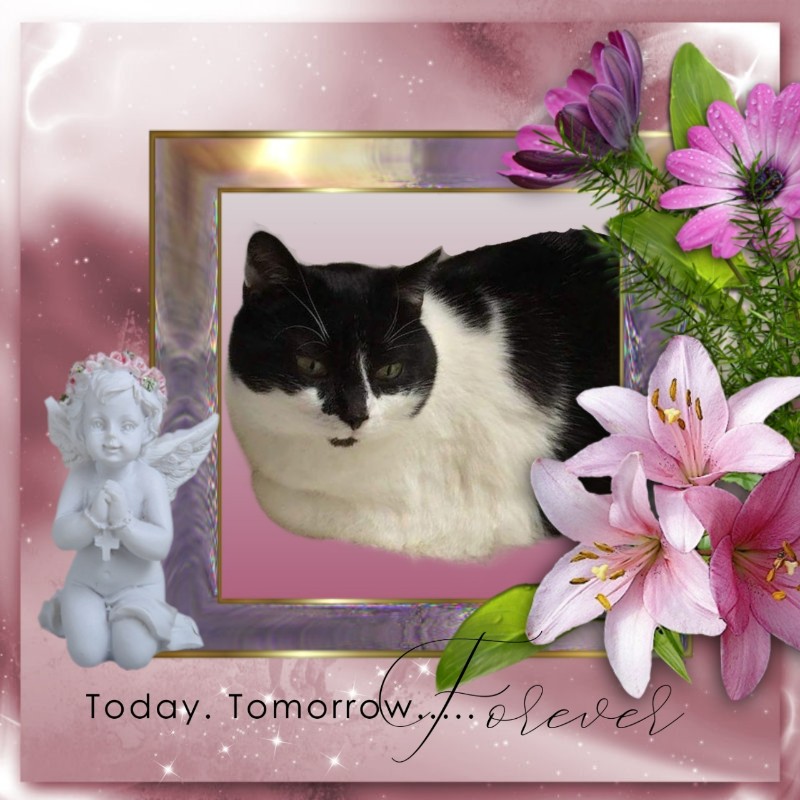 Zorra of the ladybelle family