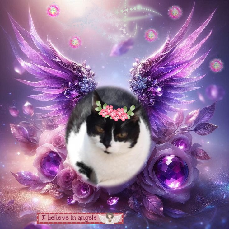 Zorra of the ladybelle family