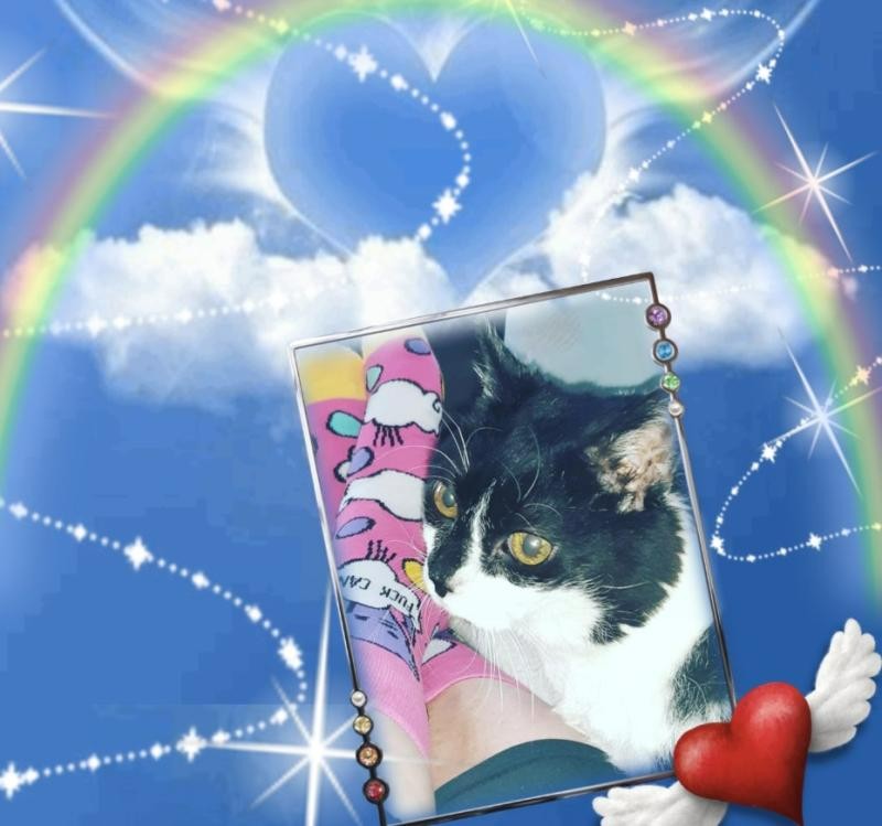 Zorra of the ladybelle family