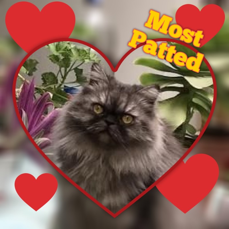 Carlota of the luzcas1106 family