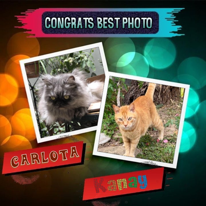 Carlota of the luzcas1106 family