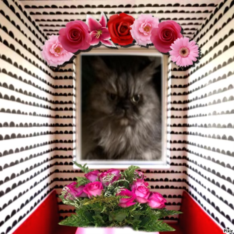 Carlota of the luzcas1106 family