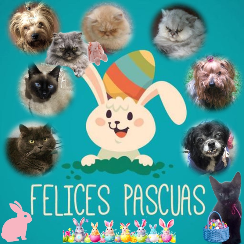 Carlota of the luzcas1106 family