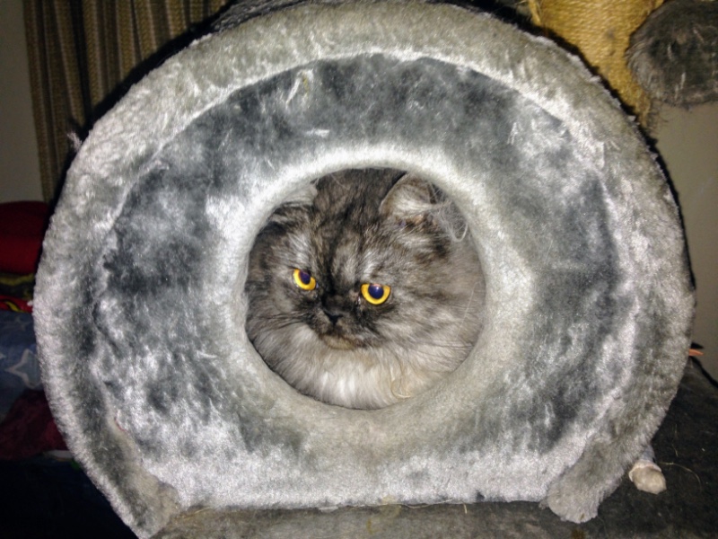 luzcas1106 uploaded   6 year/s ago