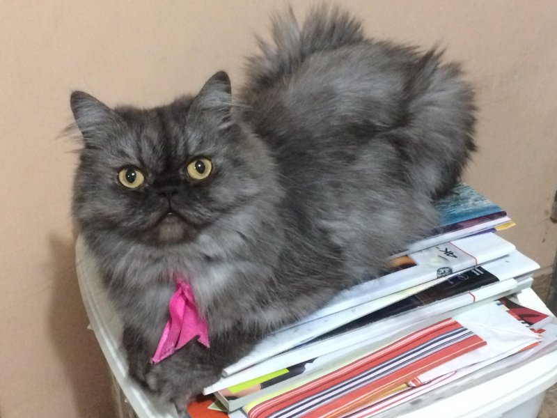 luzcas1106 uploaded   5 year/s ago