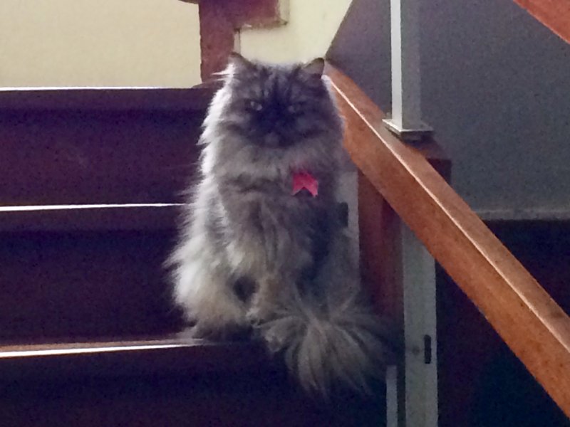 luzcas1106 uploaded   5 year/s ago