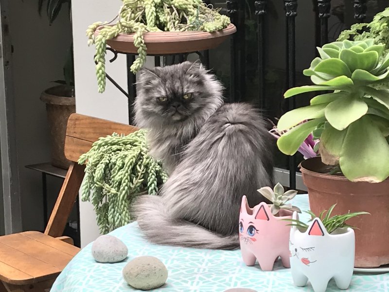 luzcas1106 uploaded   5 year/s ago