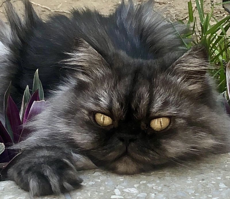 luzcas1106 uploaded   4 year/s ago