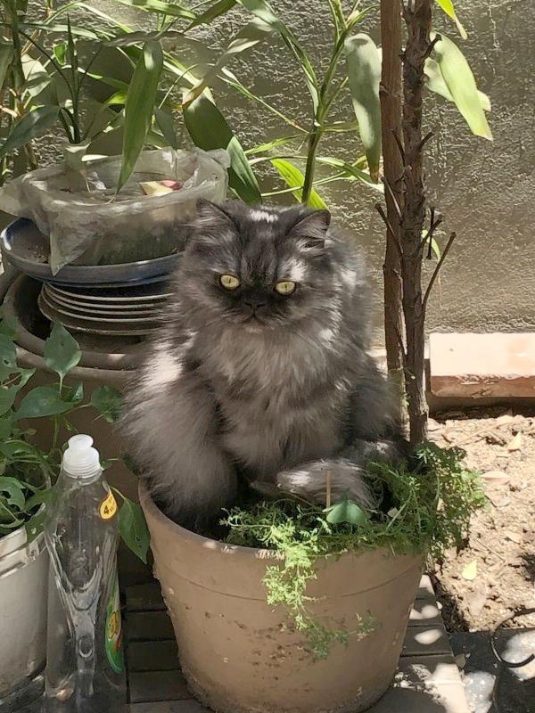 luzcas1106 uploaded   4 year/s ago