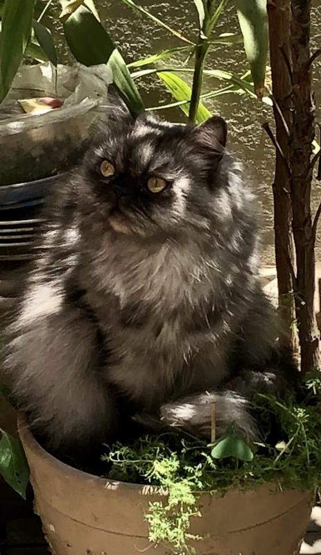 luzcas1106 uploaded   2 year/s ago