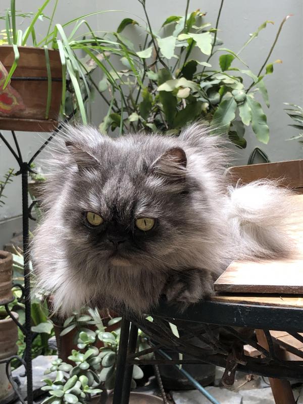 luzcas1106 uploaded   1 year/s ago