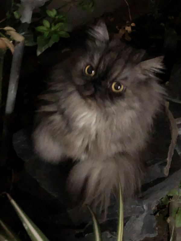 luzcas1106 uploaded   192  day/s  ago