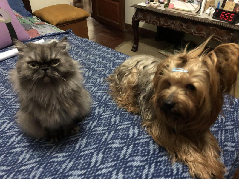 luzcas1106 uploaded   186  day/s  ago