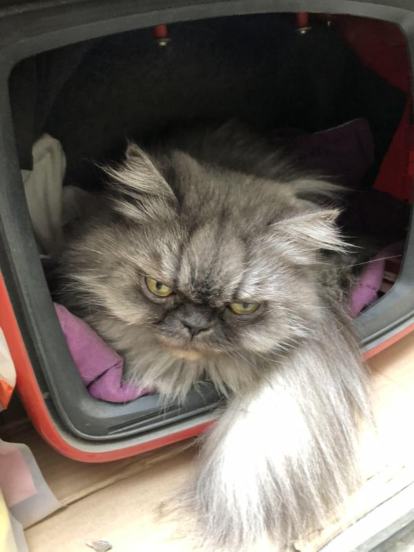 luzcas1106 uploaded   147  day/s  ago