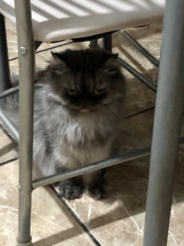 luzcas1106 uploaded   131  day/s  ago